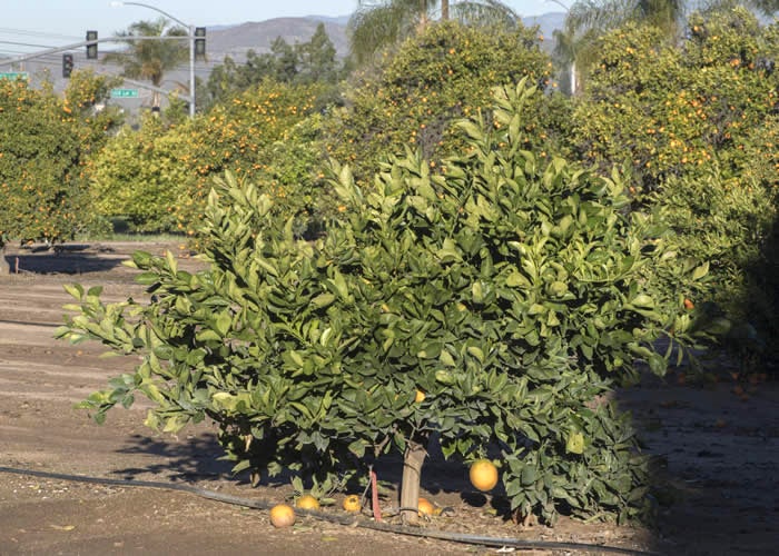 Workman navel orange crc3320004.jpg