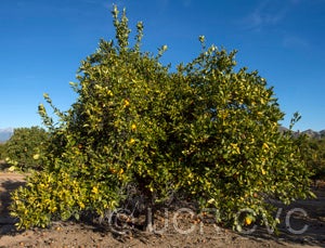 Xuegan sweet orange crc3984001.jpg