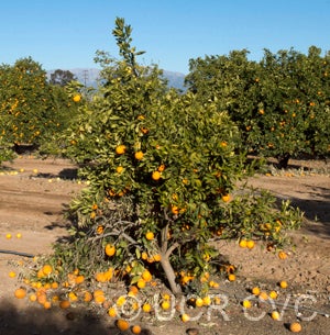 Xuegan sweet orange crc3984002.jpg