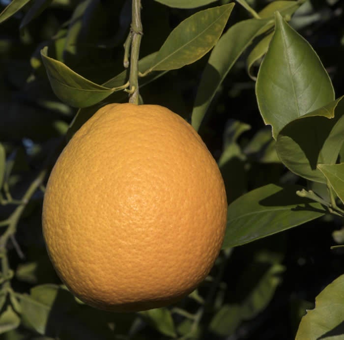 Xuegan sweet orange crc3984004.jpg