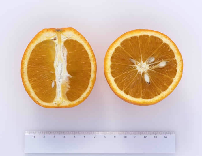 Xuegan sweet orange crc3984007.jpg