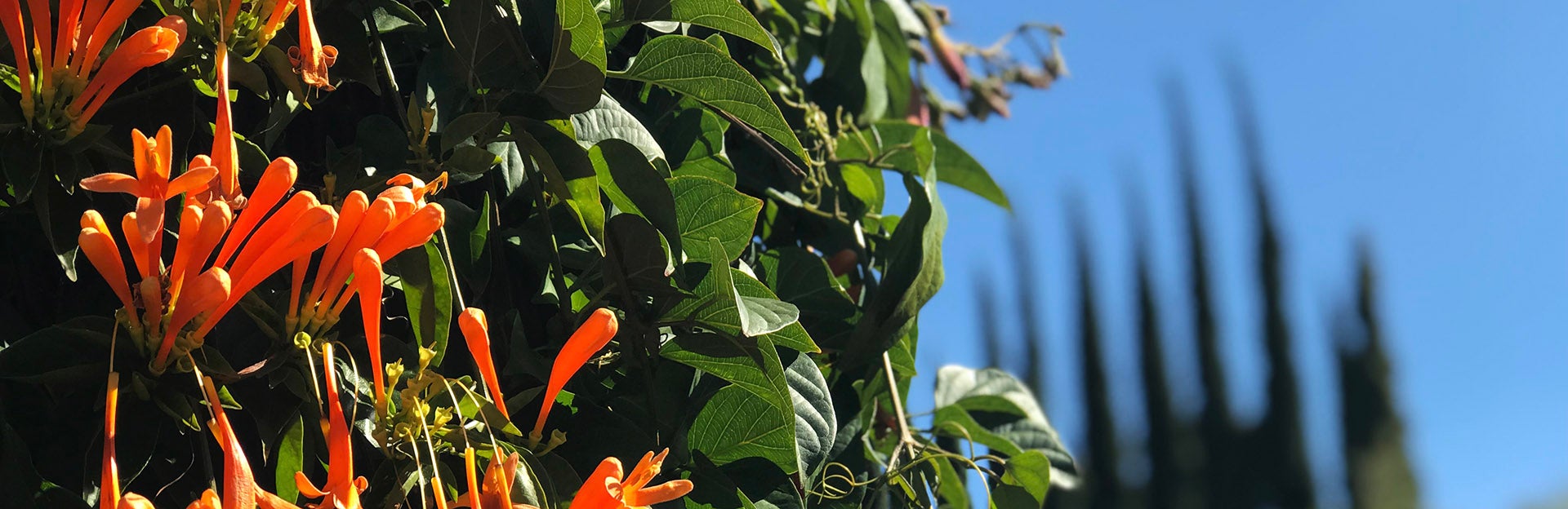 UCR Botanic Gardens (c) Ilse Ungeheuer