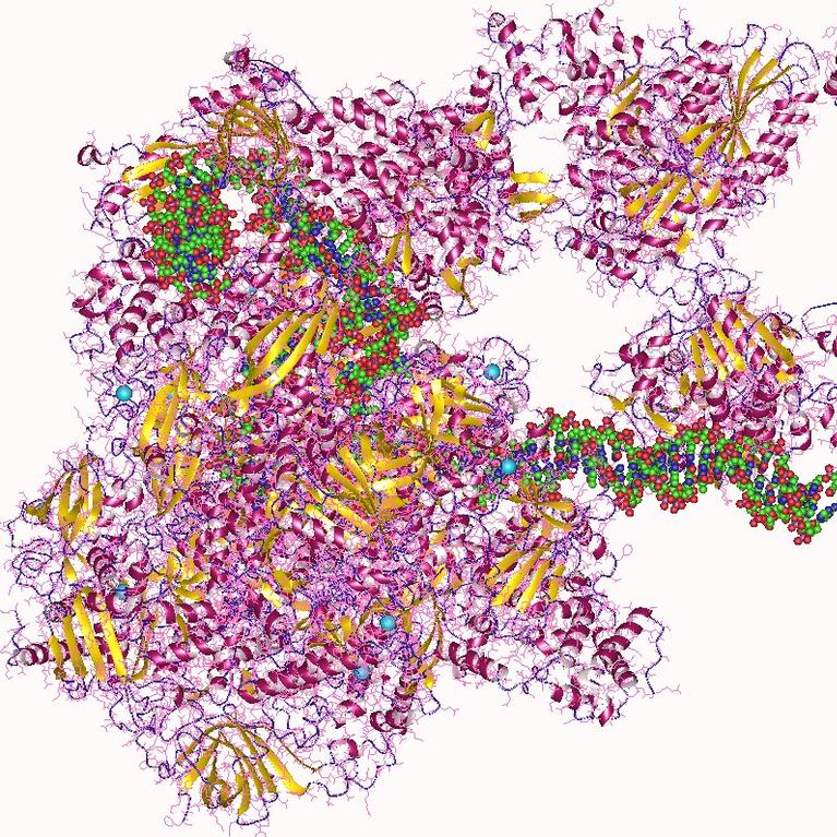 RNA polymerase enzyme + opened DNA helix, Human (c) Wikimedia Commons
