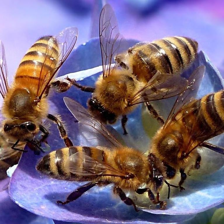 Bees on purple flower