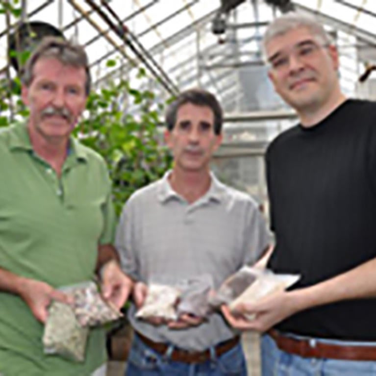holding cowpea plants in greenhouse (c) UCR