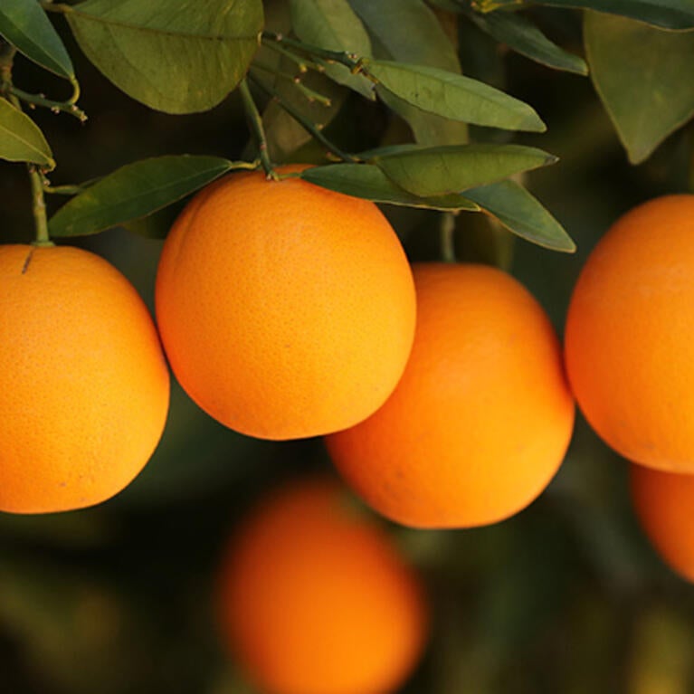 Oranges at UC Riverside Agricultural Operations