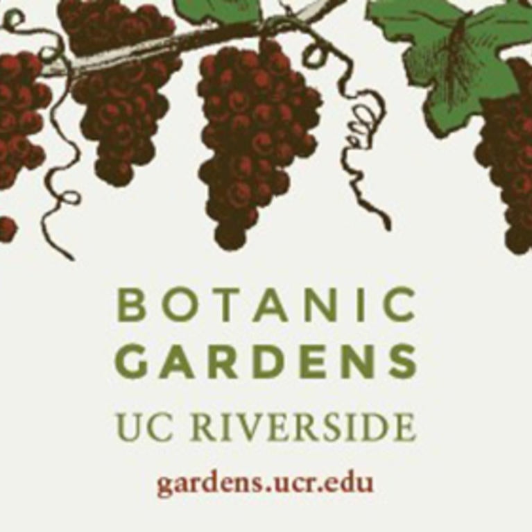 vine with grapes (c) UCR