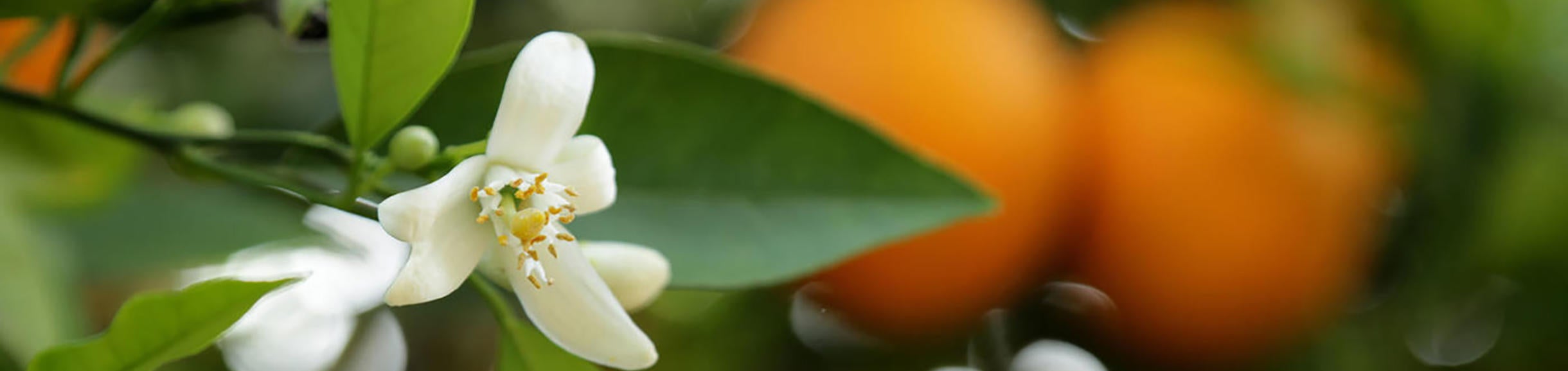 (c) UCR/Stan Lim - citrus bloom in a citrus tree