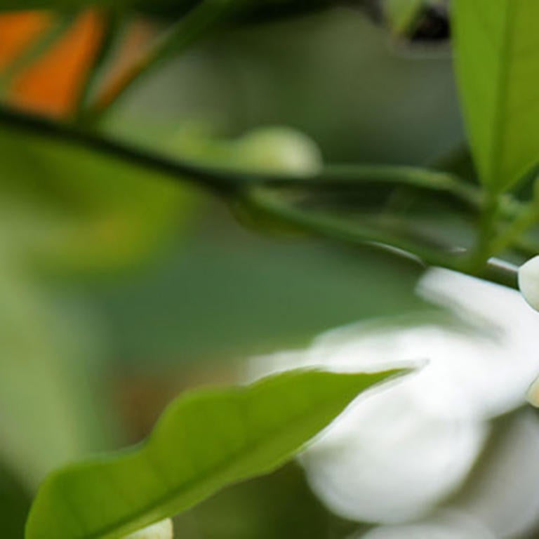 Orange blossoms (c) UCR/ Stan Lim 2019