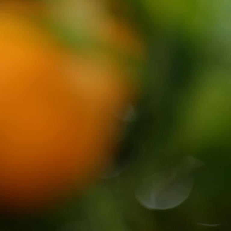 Orange blossoms (c) UCR/ Stan Lim 2019