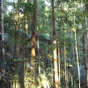 tropicaltreesarchive