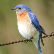 bluebird
