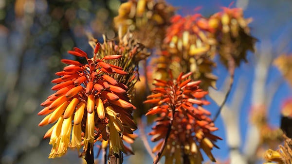 UCR Botanic Gardens (c) Ilse Ungeheuer