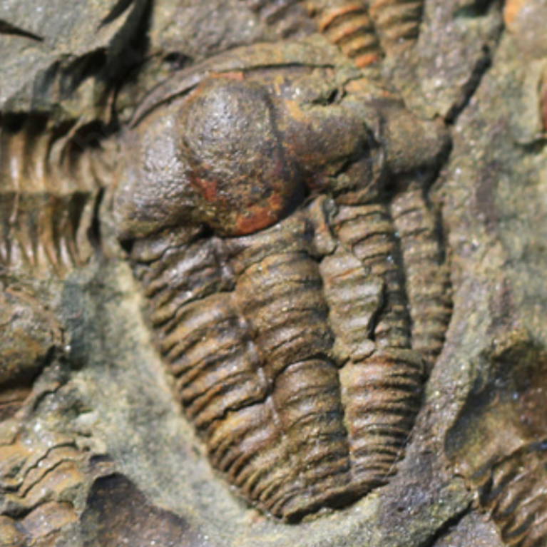 Fossil Bed