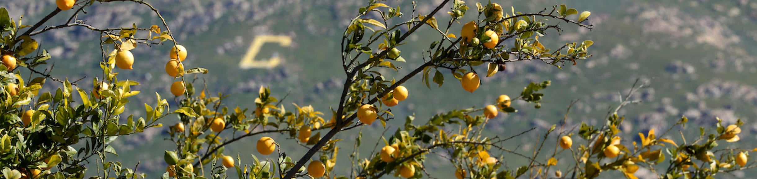 Box Springs Mountain "C" (c) UCR / Stan Lim