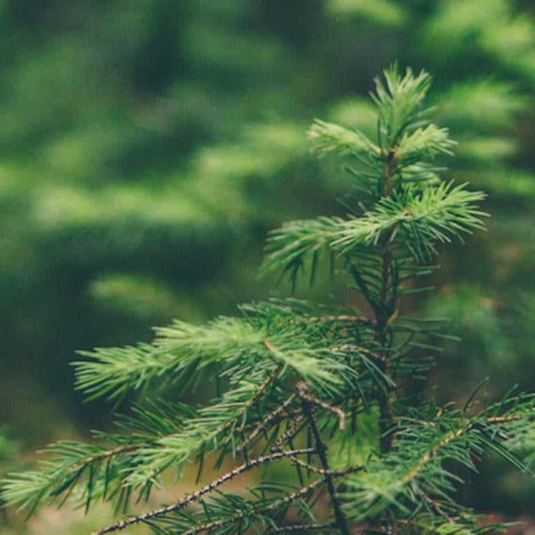 conifer sapling (c) Matthew Smith unsplash