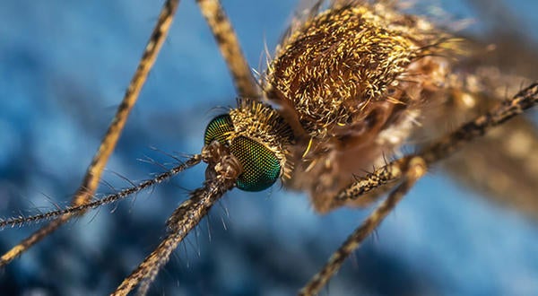 Mosquito / pixabay.com