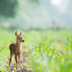 fawn (c) Vincent Van Zalinge unsplash