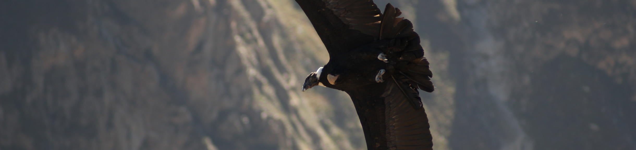 https://commons.wikimedia.org/wiki/File:Andean_Condor_in_full_flight.JPG