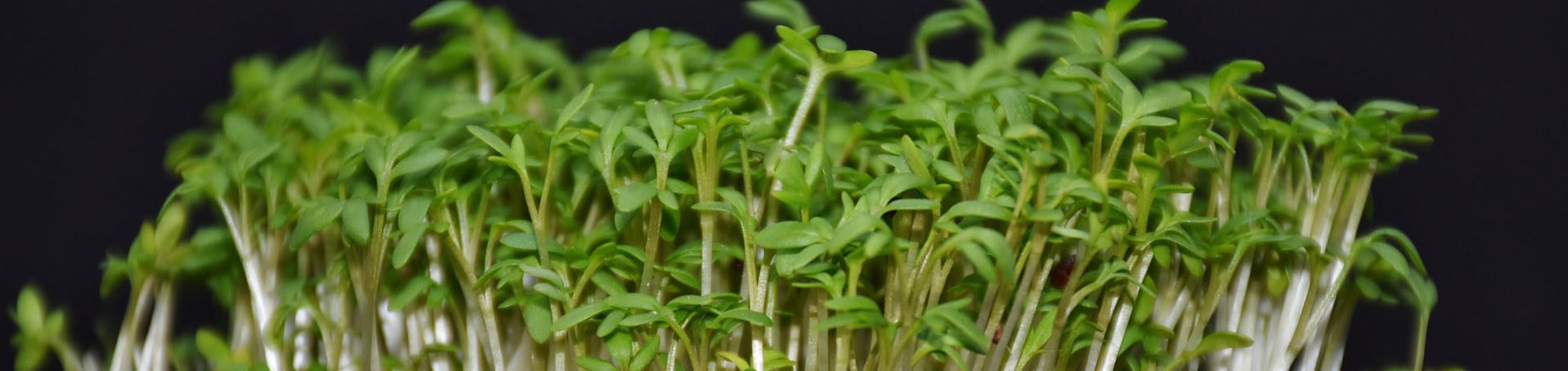 Garden cress