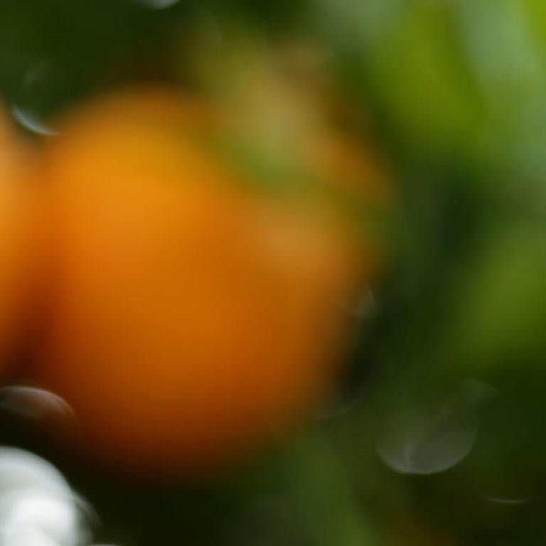 Orange Blossoms (c) UCR/ Stan Lim 2019