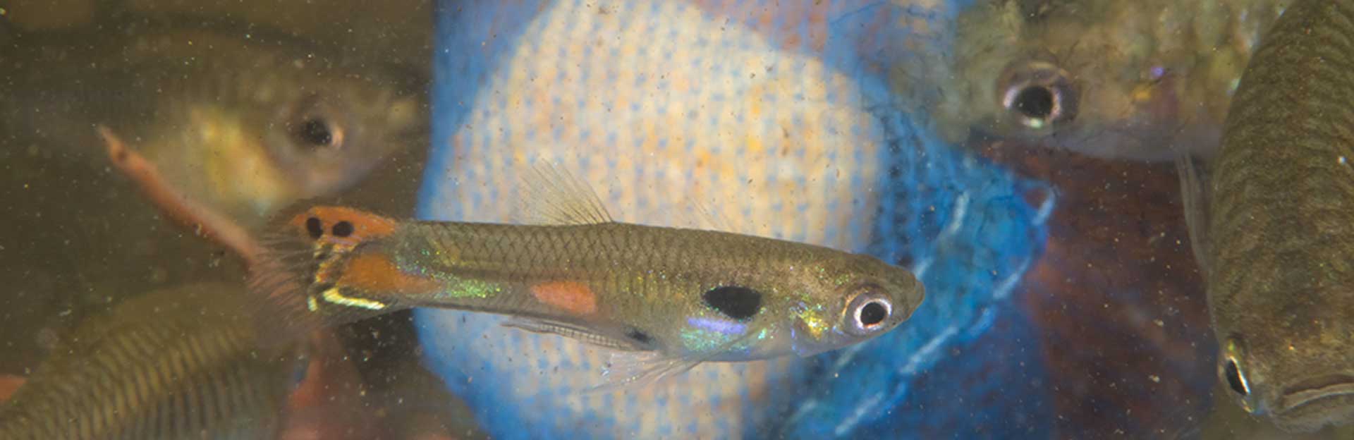 Guppy, (c) Joshua Goldberg