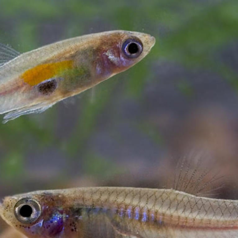 guppies (c) Harold Olsen