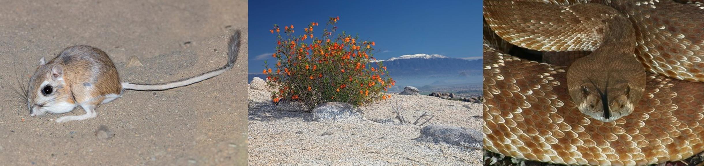 eeob faculty banner (c) Mark Chappell Ted Garland