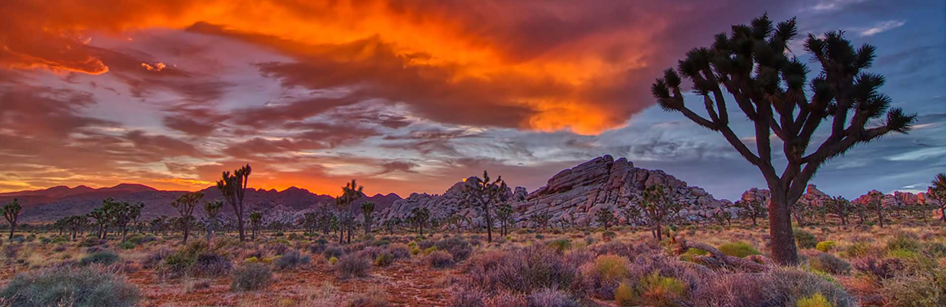sunset in Joshua Tree