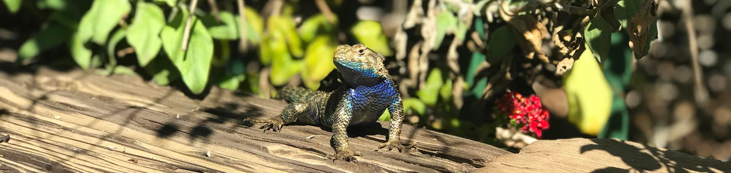 Western fence lizard at UCR Botanic Gardens (c) Ilse Ungeheuer