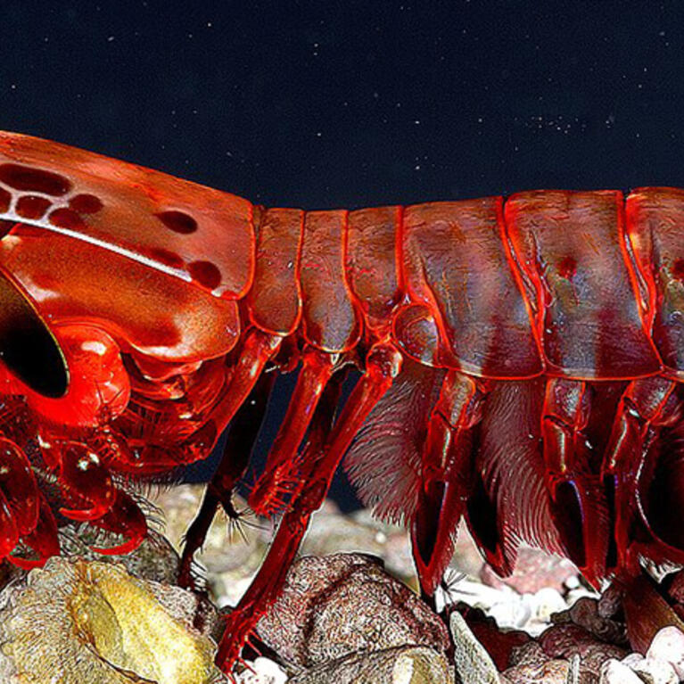 Mantis shrimp
