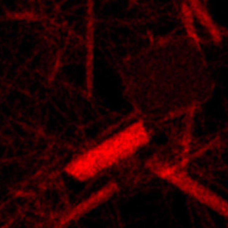 Electorn Microscope Image La2CuO4 nanostructures