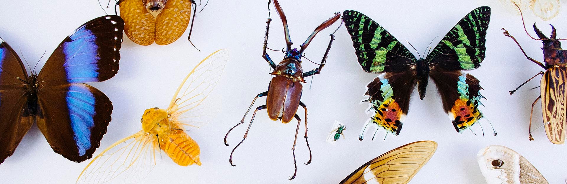 insect collectio