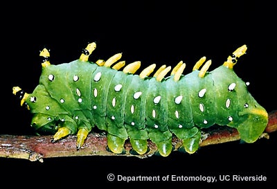 Caterpillar