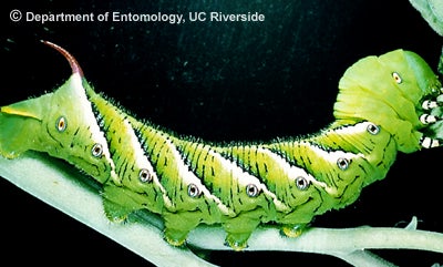 hornworm.jpg