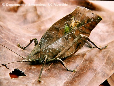 Orthoptera