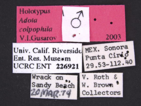 Adota colpophila Gusarov label