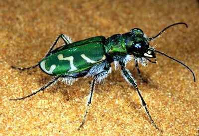 Tiger Beetle