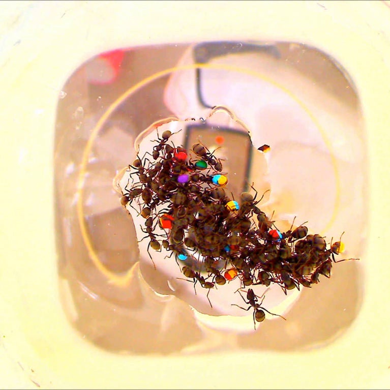 Color-coded ants