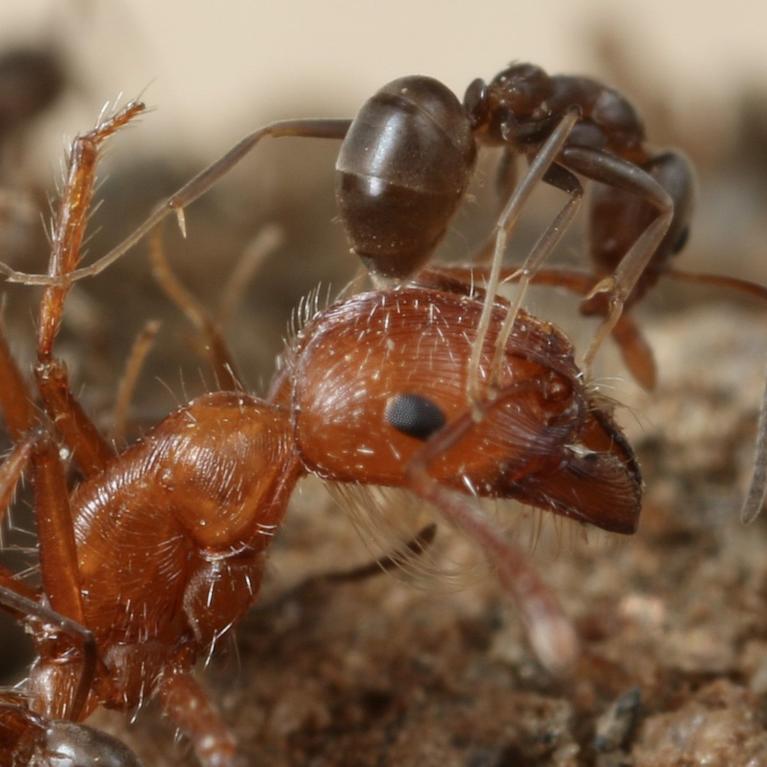 Argentine Ants