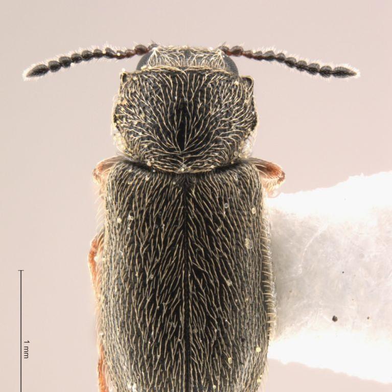 Trichochrous kernensis