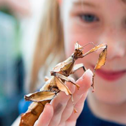 Child holding big insect