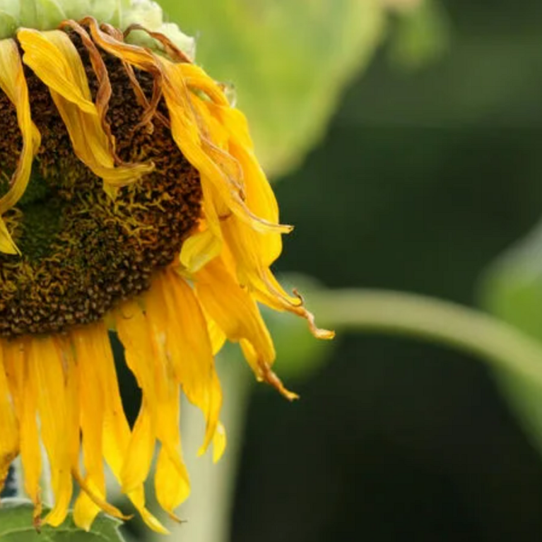 Wilted sunflower.