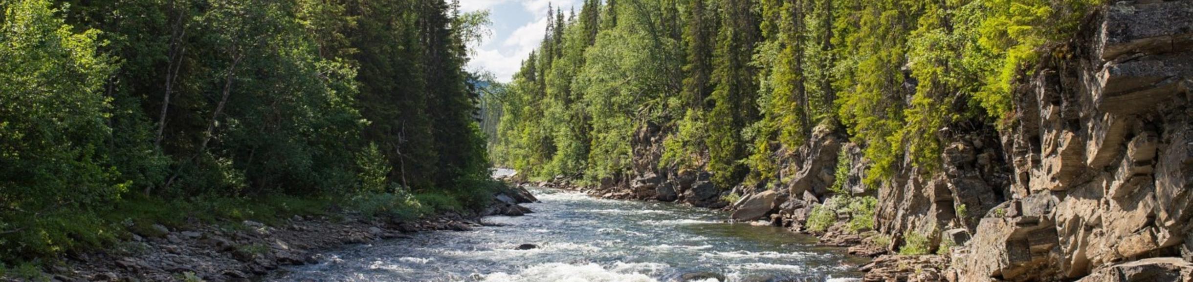 River with lots of trees and rocks along the riverbed.