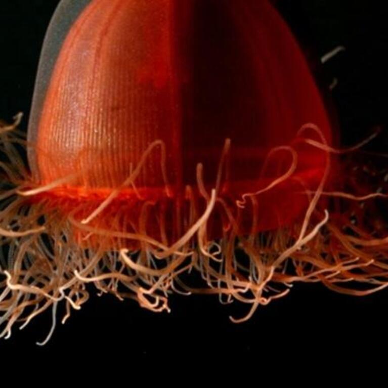 deep sea medusa found in Alaska. Credit: Hidden Ocean 2005