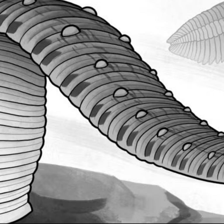 Rare fossil reveals ancient leeches weren’t bloodsuckers