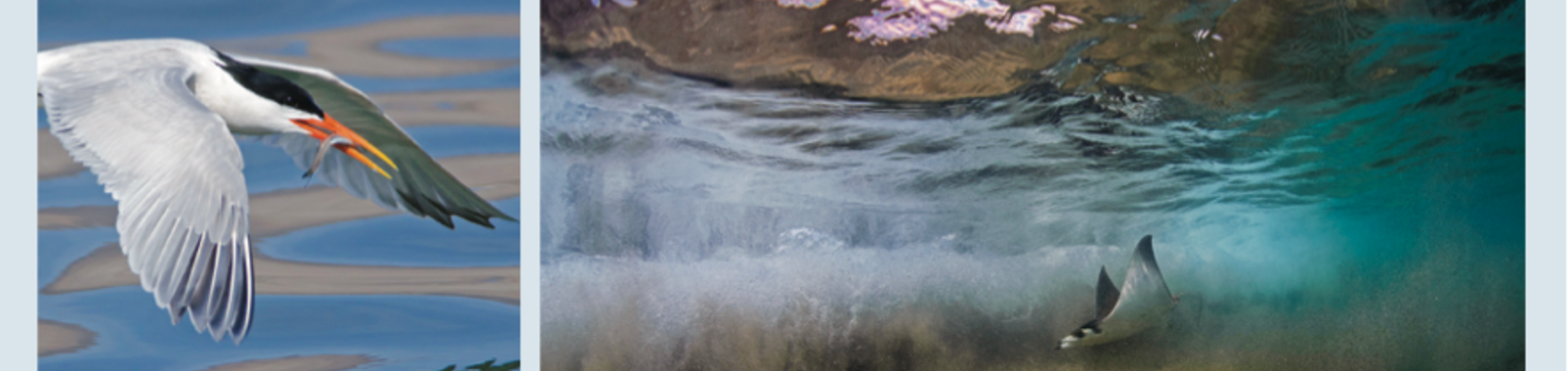 Conservation science in mexico's northwest - book cover