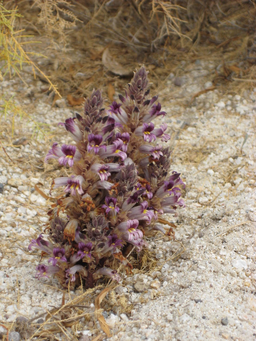 orobanche.jpg