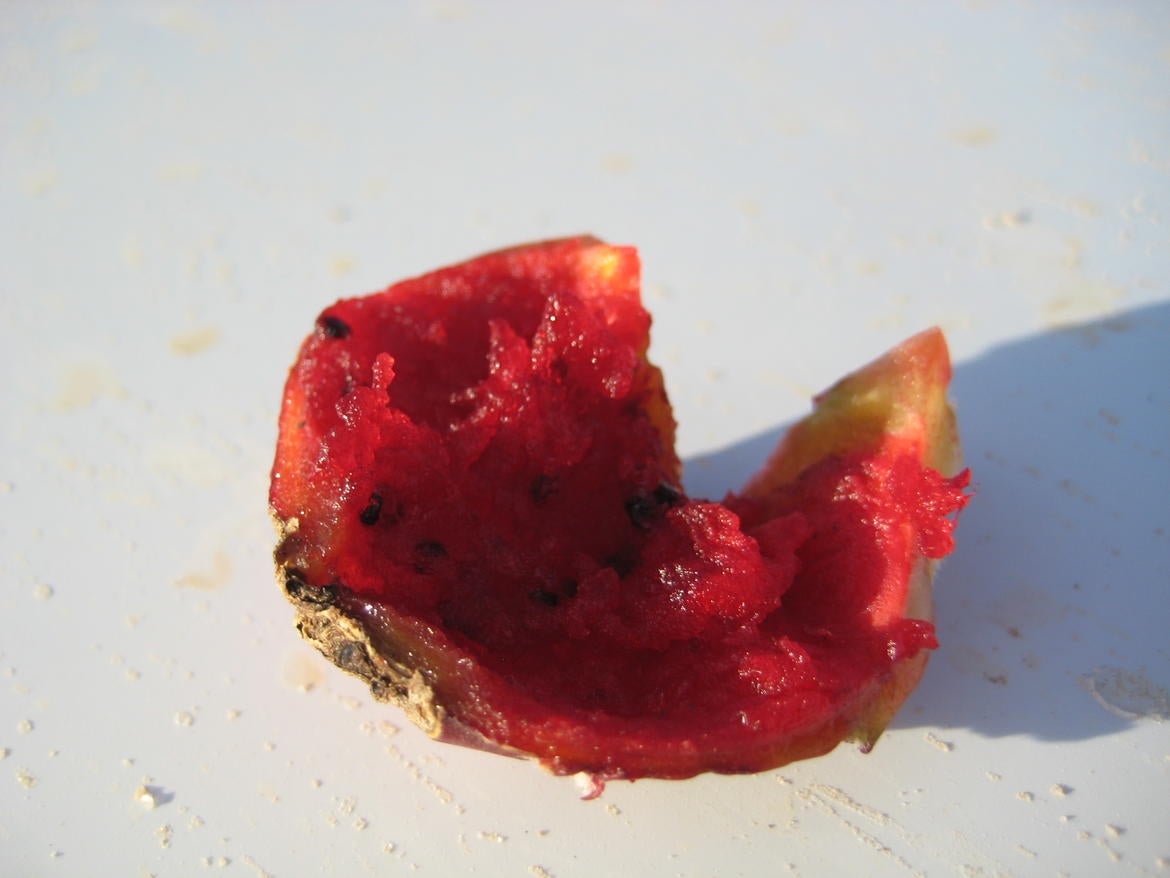 pitaya_agria.jpg