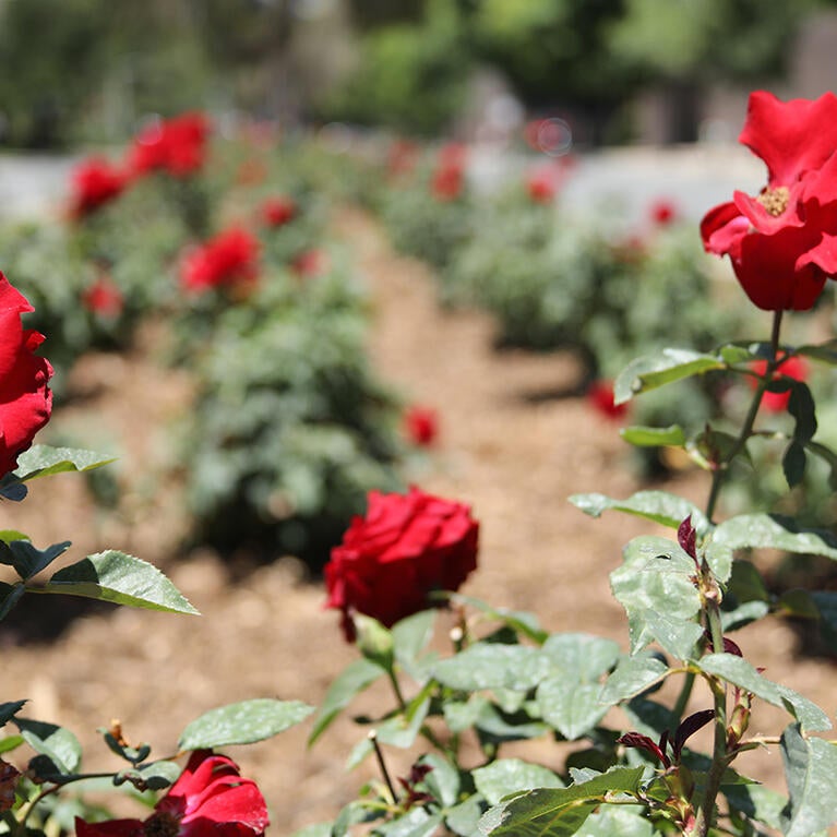 Close up of red roses